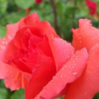 Diyar Televizyon ve Radyo Yayınları San.Tic.A.Ş