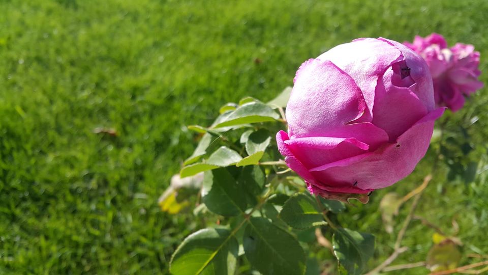 Diyar Televizyon ve Radyo Yayınları San.Tic.A.Ş