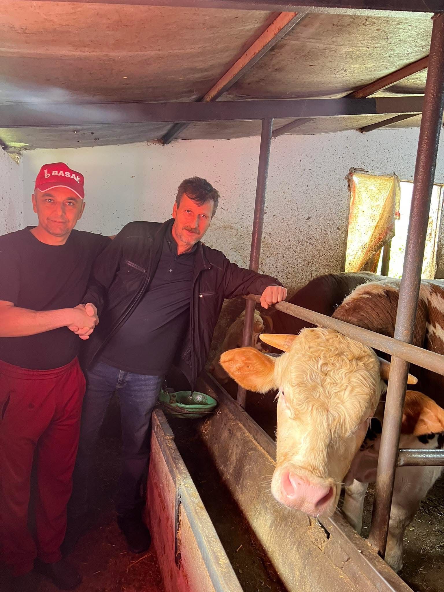 Çelik Hayvancılık Akçakoca da Hayvancılık Besicilik