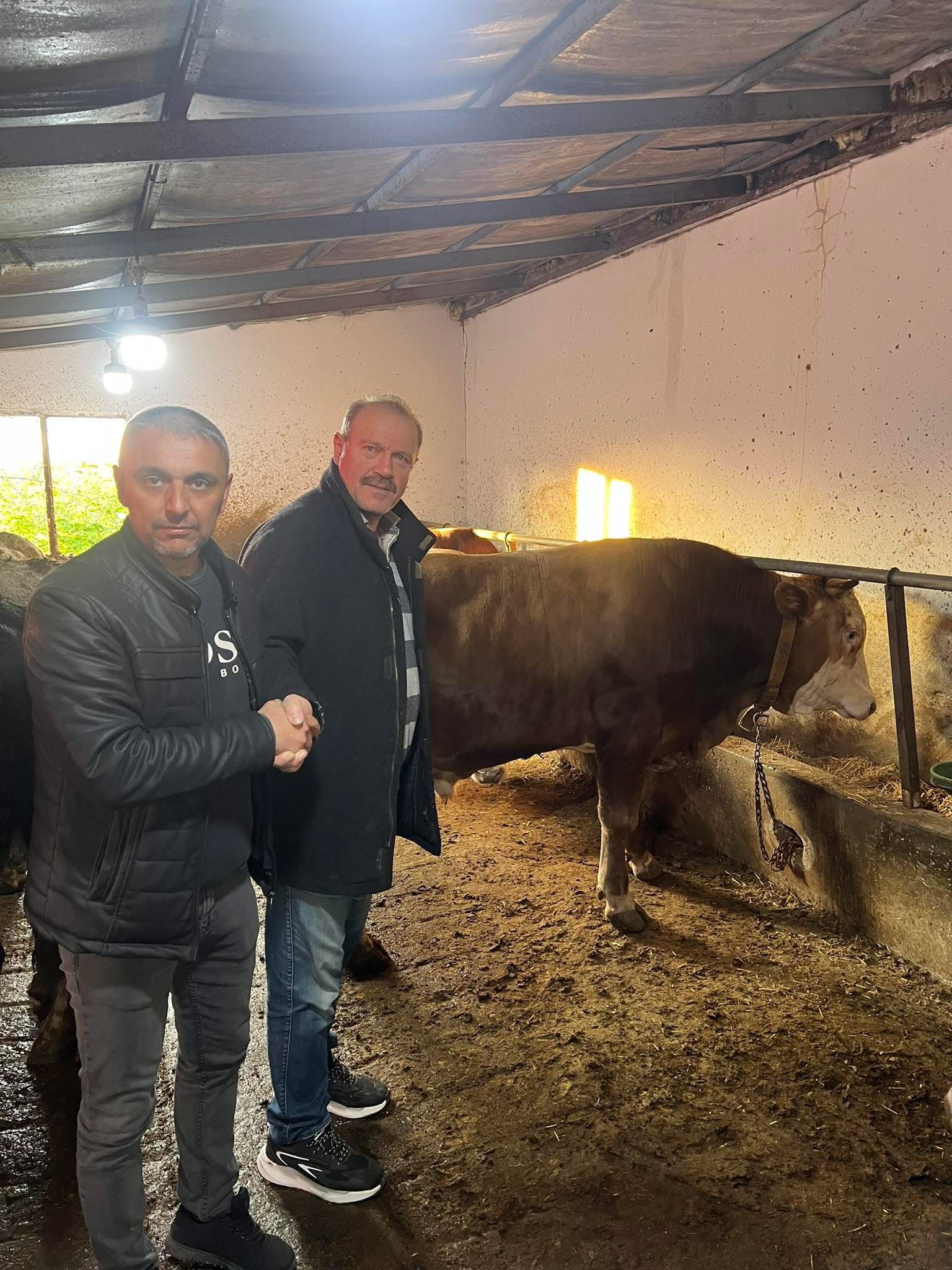 Çelik Hayvancılık Akçakoca da Hayvancılık Besicilik