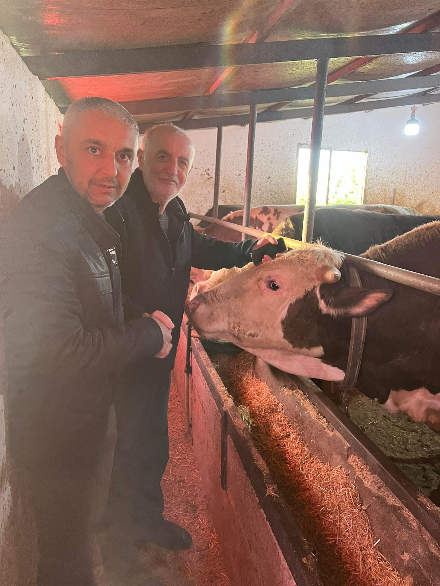 Çelik Hayvancılık Akçakoca da Hayvancılık Besicilik