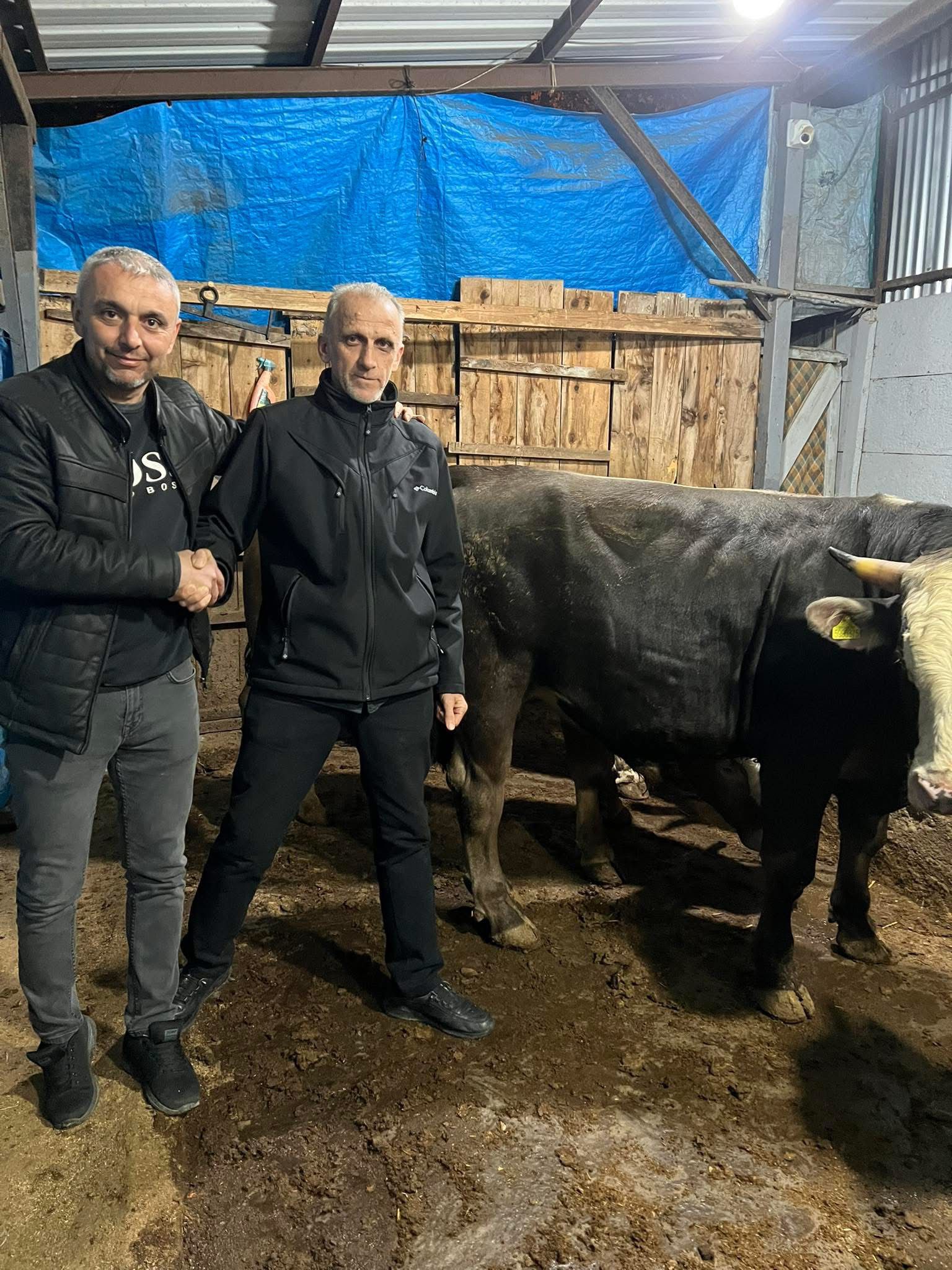 Çelik Hayvancılık Akçakoca da Hayvancılık Besicilik