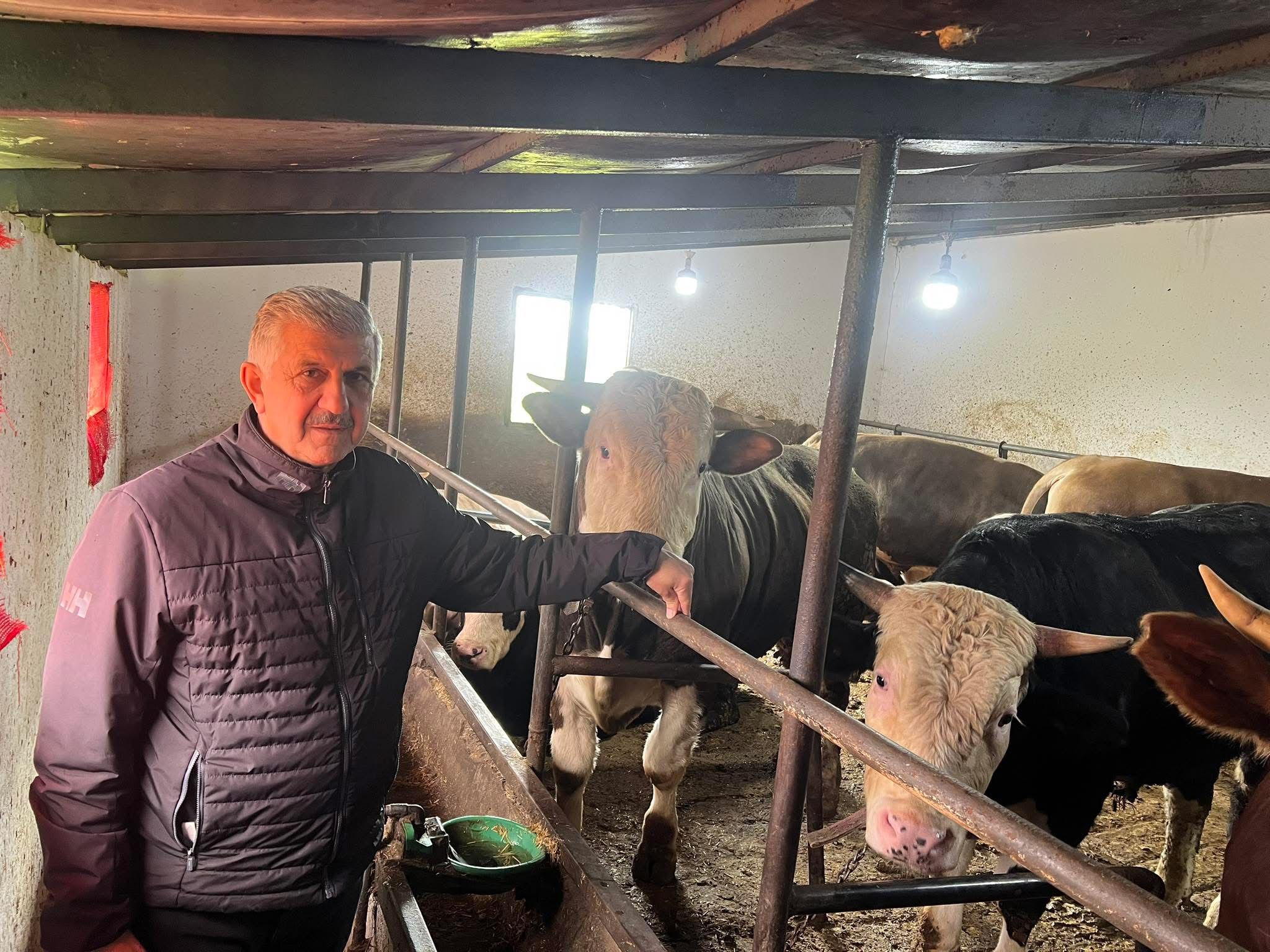 Çelik Hayvancılık Akçakoca da Hayvancılık Besicilik